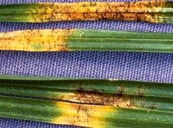 aspect réticulés des taches