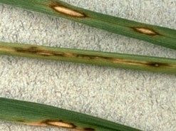 taches ovales à fusiformes, à bord brun chocolat