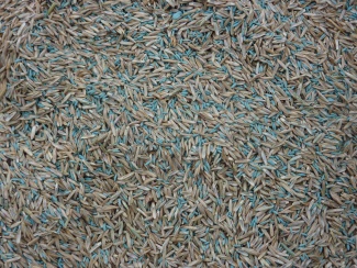 regarnissage ou sursemis gazon