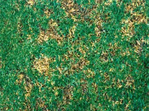 anthracnose sur pâturin annuel