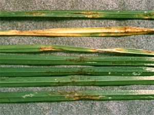 helminthosporiose réticulée sur ray-grass anglais