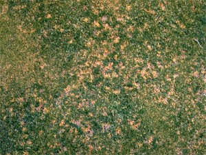 anthracnose sur gazon