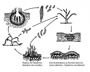 Cycle biologique de l'anthracnose