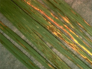 helminthosporiose réticulée sur fétuque élevée