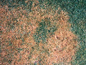 attaque d'anthracnose sur pelouse