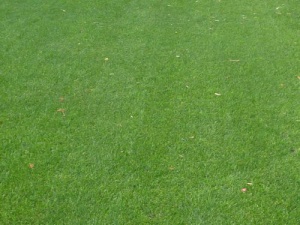 un tapis de gazon bien vert