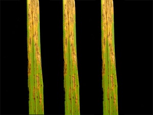 helminthosporiose sur fétuque élevée