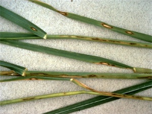 helminthosporiose due à Dreschlera siccans sur ray-grass anglais